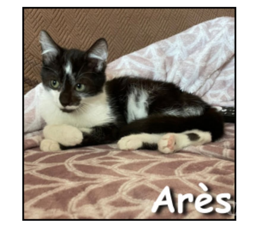 Don animaux Rhône Lyon - Photos Vivastreet ARES, chaton câlin