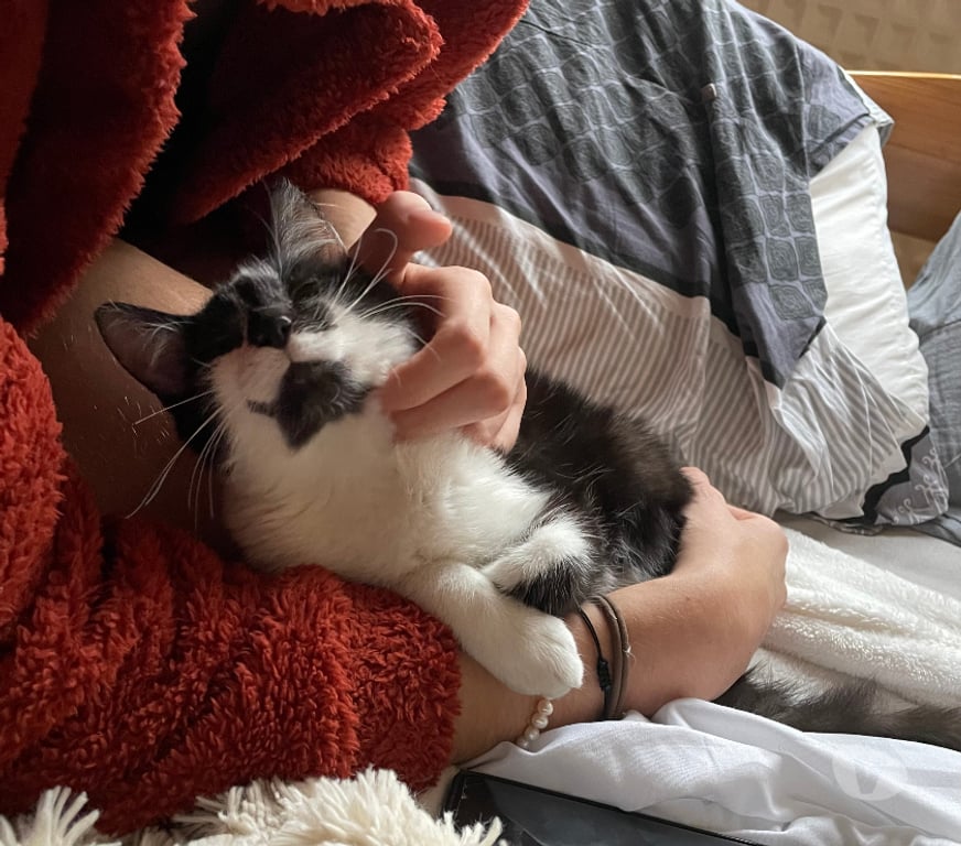 Don animaux Rhône Lyon - Photos Vivastreet ARES, chaton câlin