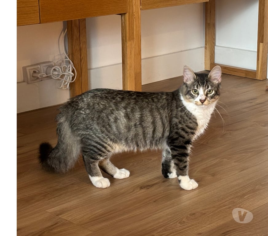 Don animaux Rhône Lyon - Photos Vivastreet ARLEQUIN, chaton attachant et gentil