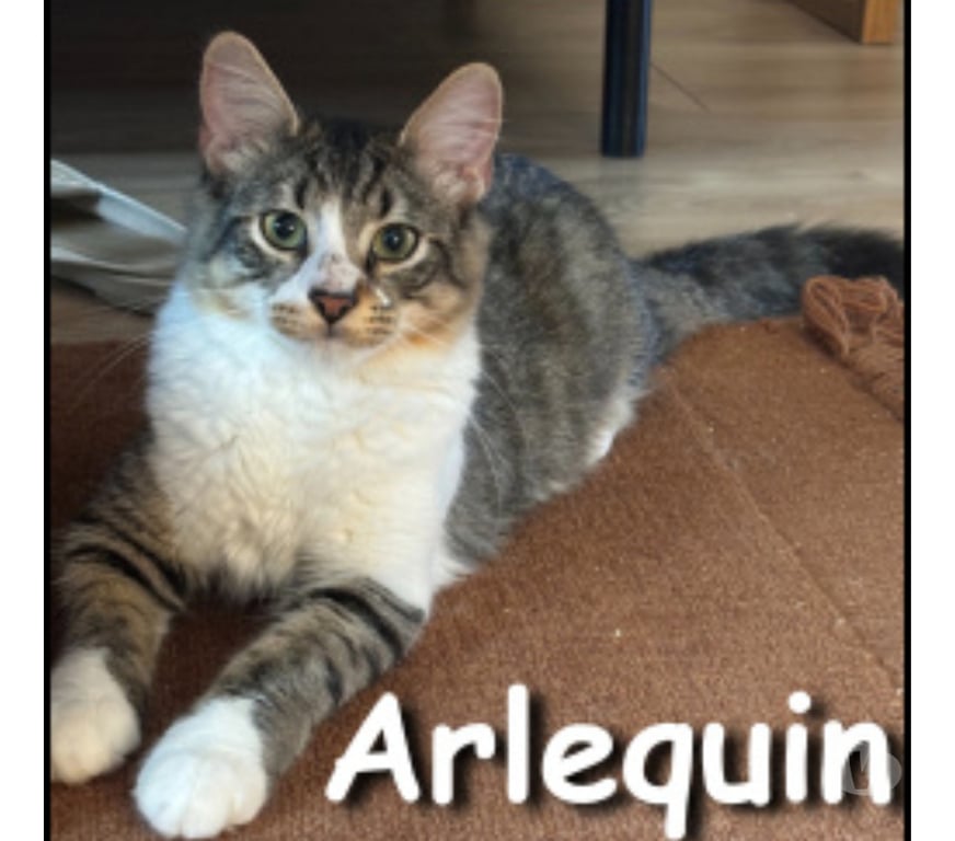 Don animaux Rhône Lyon - Photos Vivastreet ARLEQUIN, chaton attachant et gentil