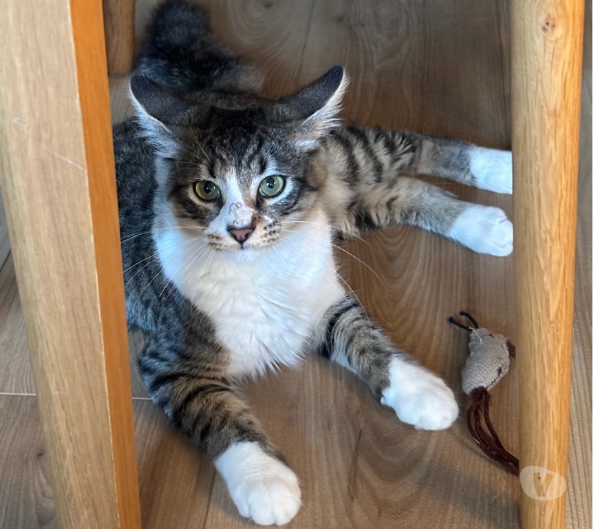 Don animaux Rhône Lyon - Photos Vivastreet ARLEQUIN, chaton attachant et gentil