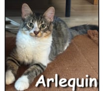 ARLEQUIN, chaton attachant et gentil