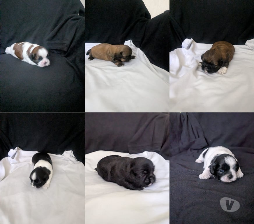 Don animaux Seine-et-Marne Vert St Denis - 77240 - Photos Vivastreet Adorables chiots Shih Tzu