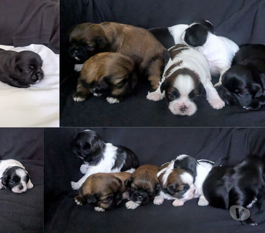 Don animaux Seine-et-Marne Vert St Denis - 77240 - Photos Vivastreet Adorables chiots Shih Tzu