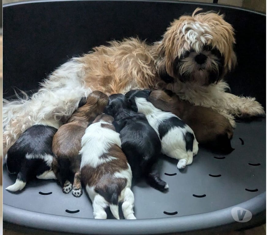 Don animaux Seine-et-Marne Vert St Denis - 77240 - Photos Vivastreet Adorables chiots Shih Tzu