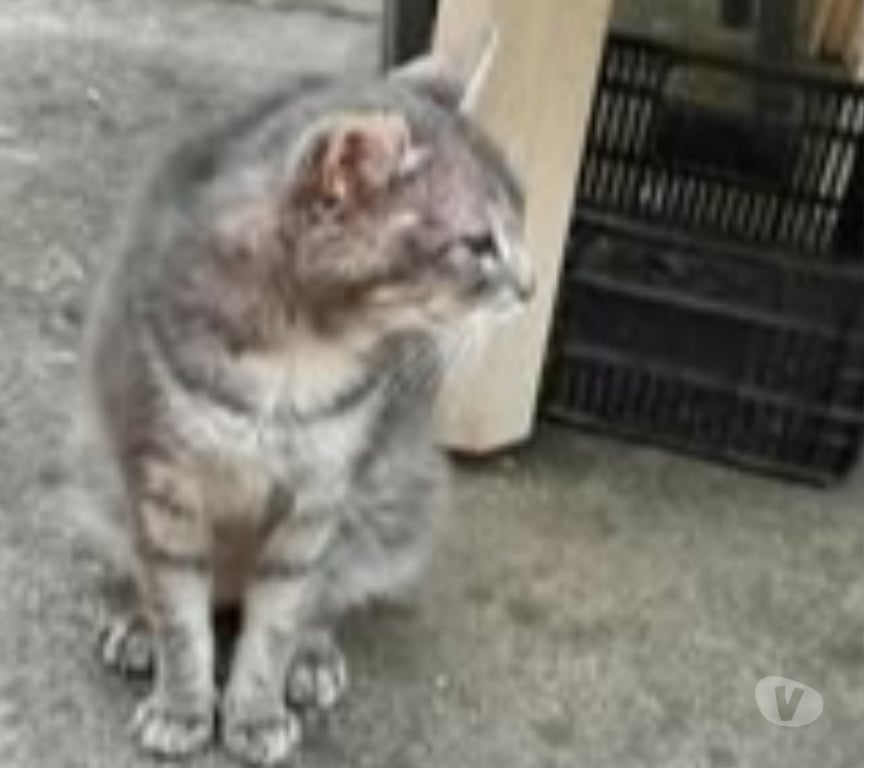 Don animaux Ardèche Les Ollieres sur Eyrieux - 07360 - Photos Vivastreet Chat PAPI CHAT à l adoption