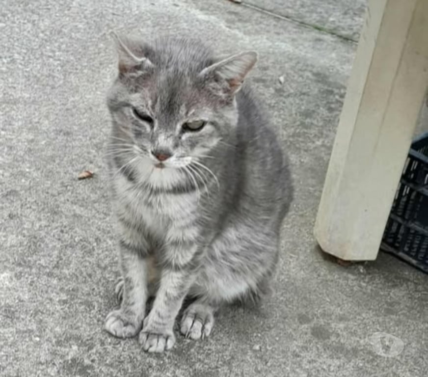 Don animaux Ardèche Les Ollieres sur Eyrieux - 07360 - Photos Vivastreet Chat PAPI CHAT à l adoption