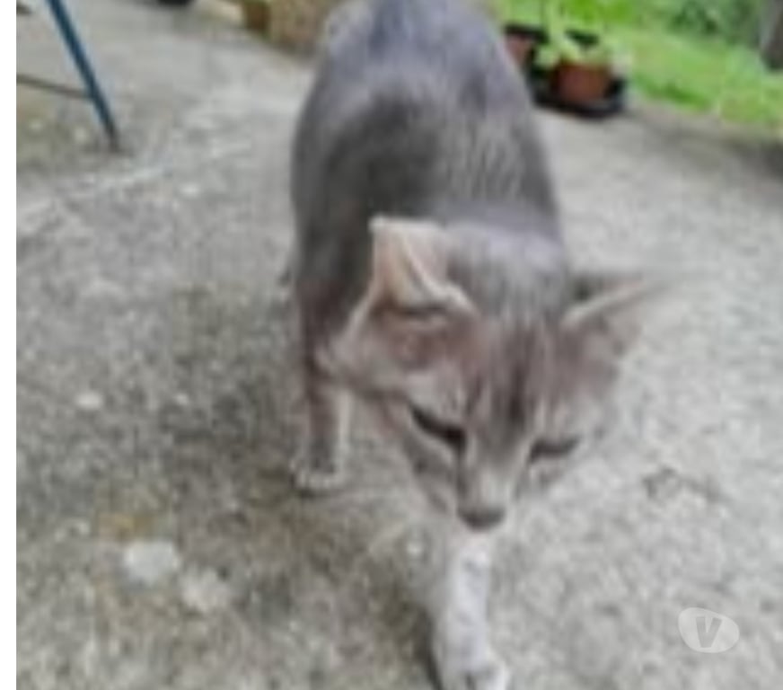 Don animaux Ardèche Les Ollieres sur Eyrieux - 07360 - Photos Vivastreet Chat PAPI CHAT à l adoption