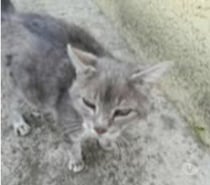 Chat PAPI CHAT à l adoption