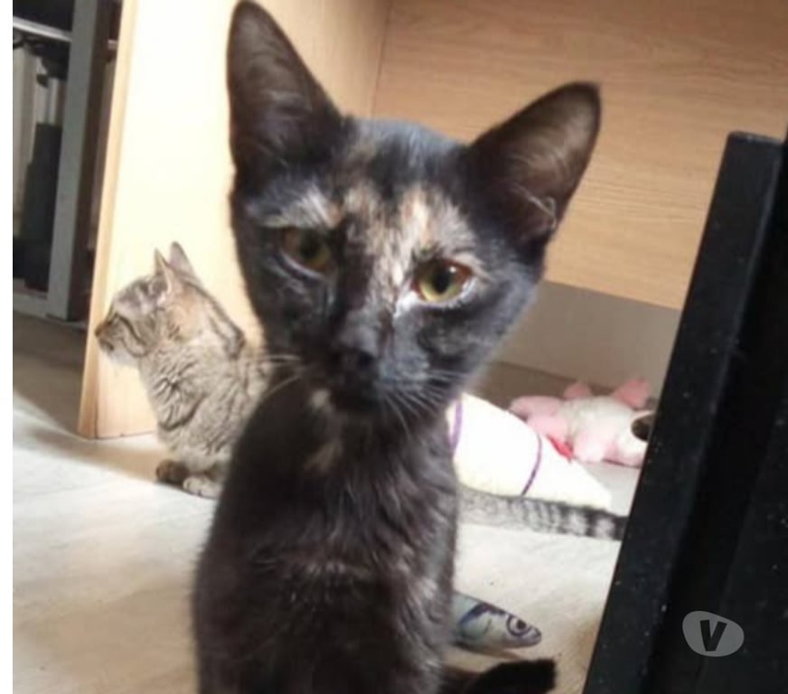 Don animaux Ardèche Guilherand Granges - 07500 - Photos Vivastreet Chat KIWI à l adoption