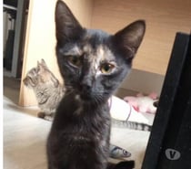 Chat KIWI à l adoption