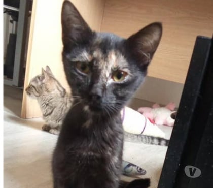 Don animaux Guilherand Granges Ardèche - Photos Vivastreet Chat KIWI à l adoption