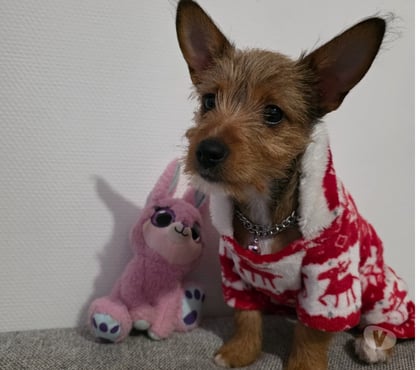 Adoption animaux Toulouse Toulouse - Photos Vivastreet chiot Yorkshire Terrier