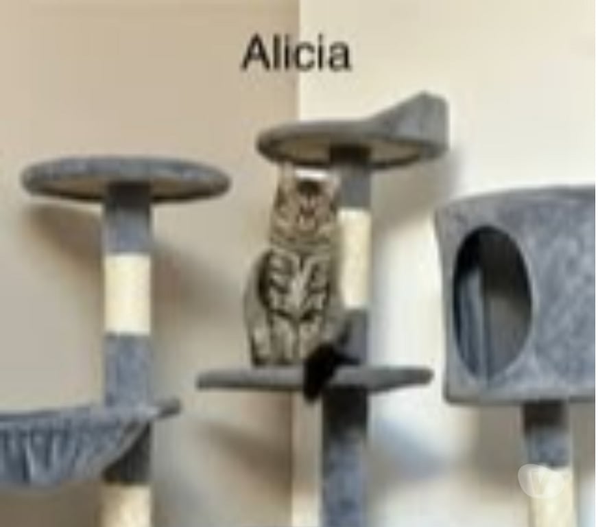 Don animaux Drôme Loriol sur Drome - 26270 - Photos Vivastreet Chat ALICIA à l adoption