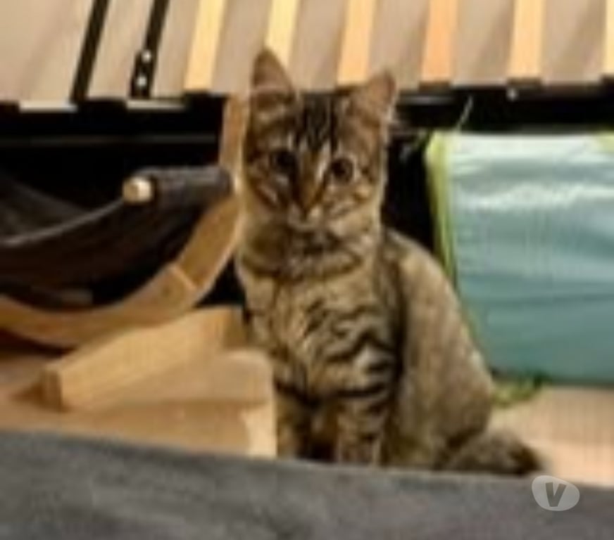 Don animaux Drôme Loriol sur Drome - 26270 - Photos Vivastreet Chat ALICIA à l adoption