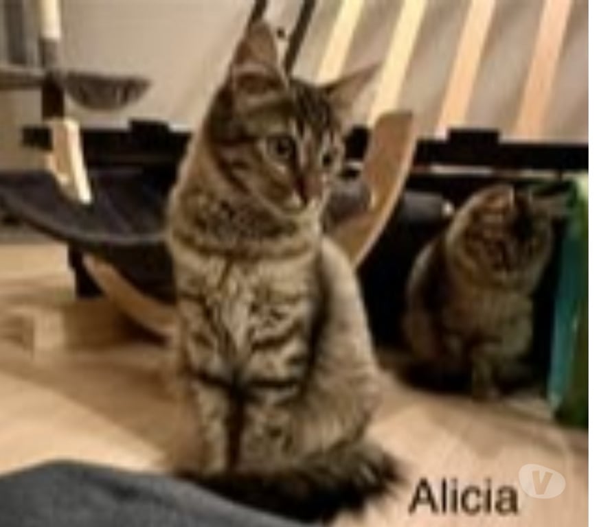 Don animaux Drôme Loriol sur Drome - 26270 - Photos Vivastreet Chat ALICIA à l adoption