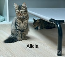 Chat ALICIA à l adoption