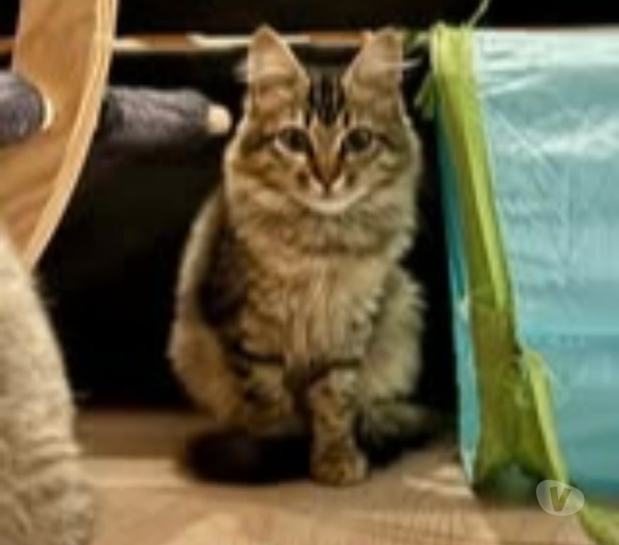 Don animaux Drôme Loriol sur Drome - 26270 - Photos Vivastreet Chat ALBA à l adoption