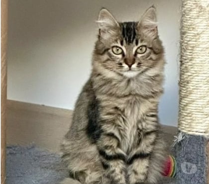 Don Loriol sur Drome Drôme - Photos Vivastreet Chat ALBA à l adoption