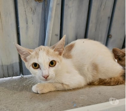 Adoption animaux Colombier le Jeune Ardèche - Photos Vivastreet Chat BIANCA à l adoption