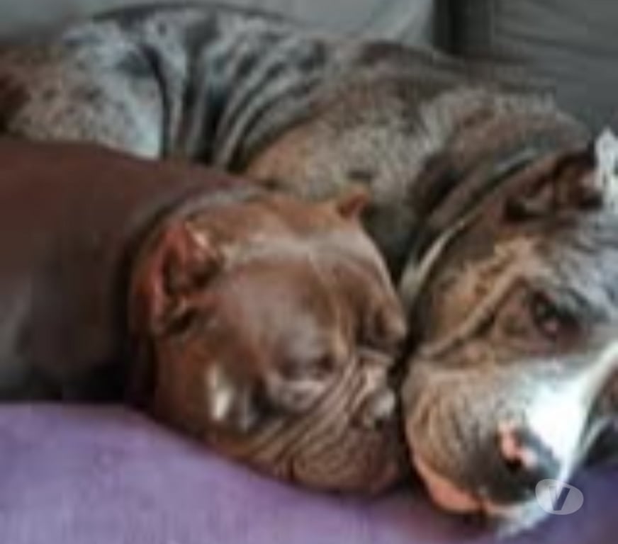 Don animaux Drôme St Restitut - 26130 - Photos Vivastreet Chien TALYA à l adoption