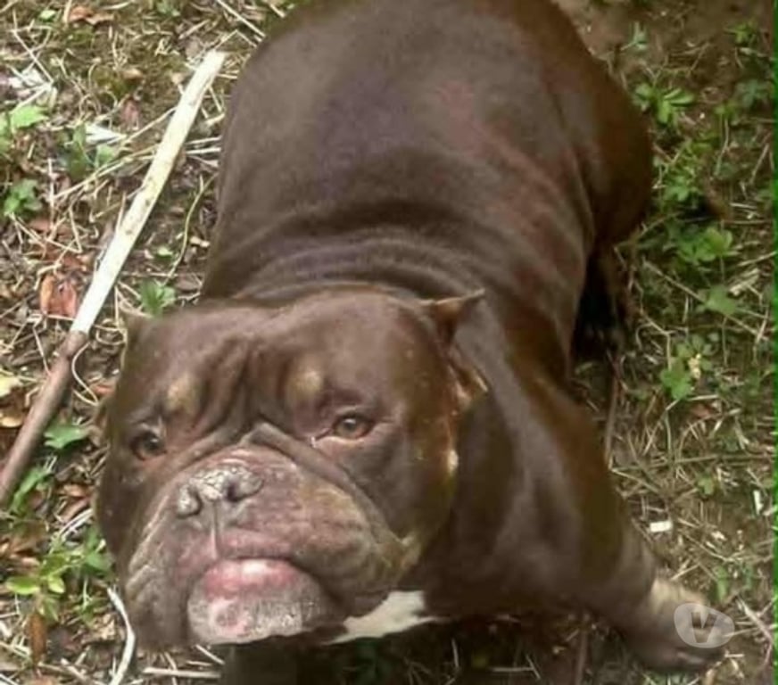 Don animaux Drôme St Restitut - 26130 - Photos Vivastreet Chien TALYA à l adoption