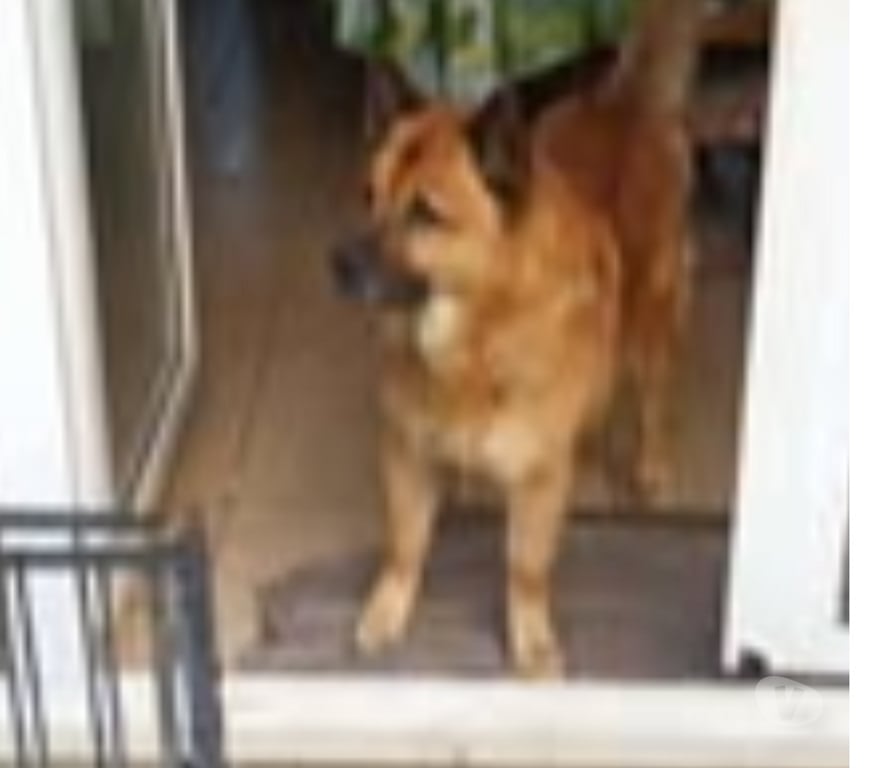 Don animaux Pas-de-Calais Rodelinghem - 62610 - Photos Vivastreet Chien TIMBA à l adoption