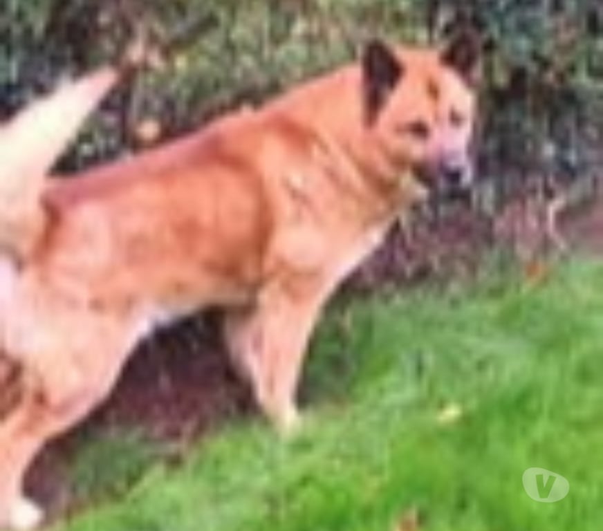 Don animaux Pas-de-Calais Rodelinghem - 62610 - Photos Vivastreet Chien TIMBA à l adoption