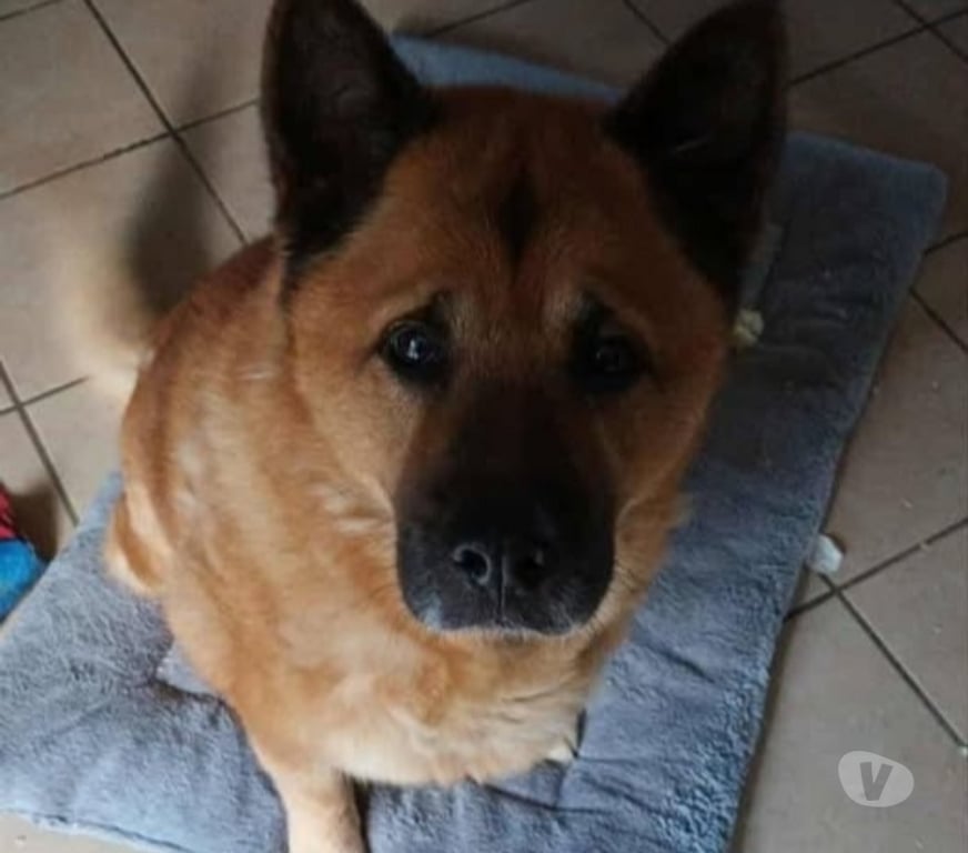 Don animaux Pas-de-Calais Rodelinghem - 62610 - Photos Vivastreet Chien TIMBA à l adoption