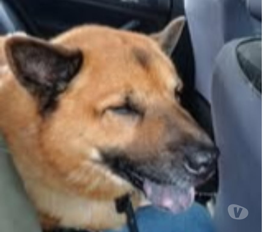 Don animaux Pas-de-Calais Rodelinghem - 62610 - Photos Vivastreet Chien TIMBA à l adoption