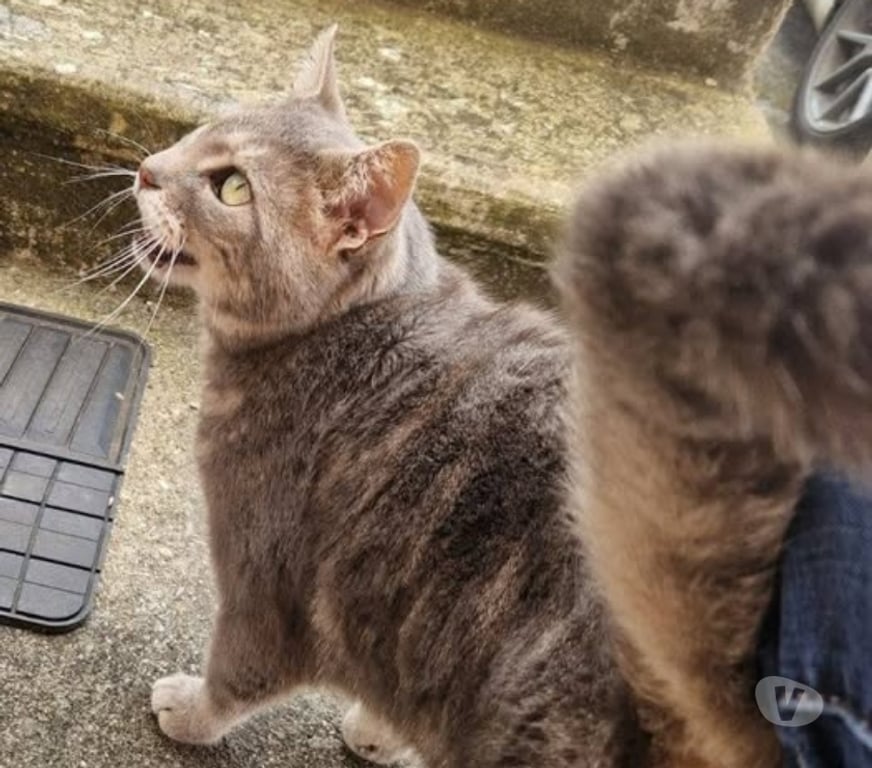 Don animaux Ardèche Annonay - 07100 - Photos Vivastreet Chat MYSTIC à l adoption
