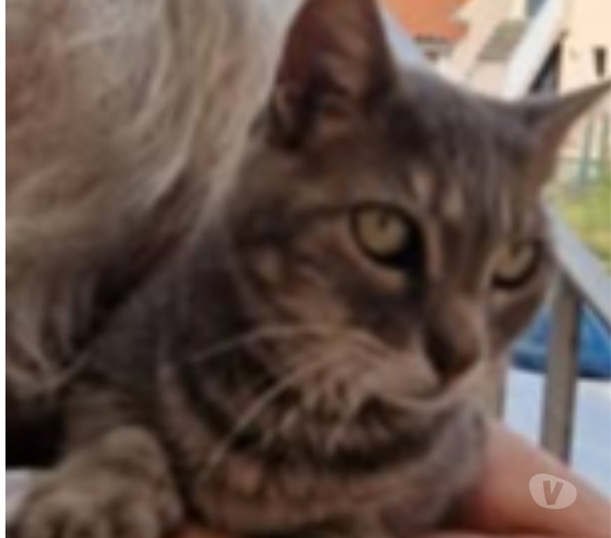 Don animaux Ardèche Annonay - 07100 - Photos Vivastreet Chat MYSTIC à l adoption