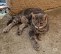 Chat MYSTIC à l adoption