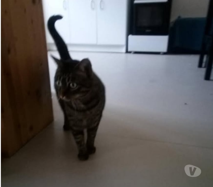 Don animaux Drôme Chateauneuf sur Isere - 26300 - Photos Vivastreet Chat GRIBOUILLE à l adoption