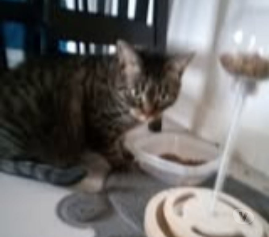 Don animaux Drôme Chateauneuf sur Isere - 26300 - Photos Vivastreet Chat GRIBOUILLE à l adoption