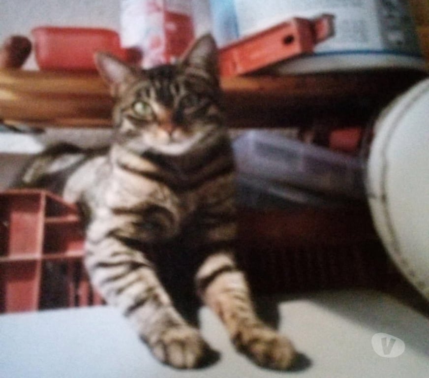 Don animaux Drôme Chateauneuf sur Isere - 26300 - Photos Vivastreet Chat GRIBOUILLE à l adoption