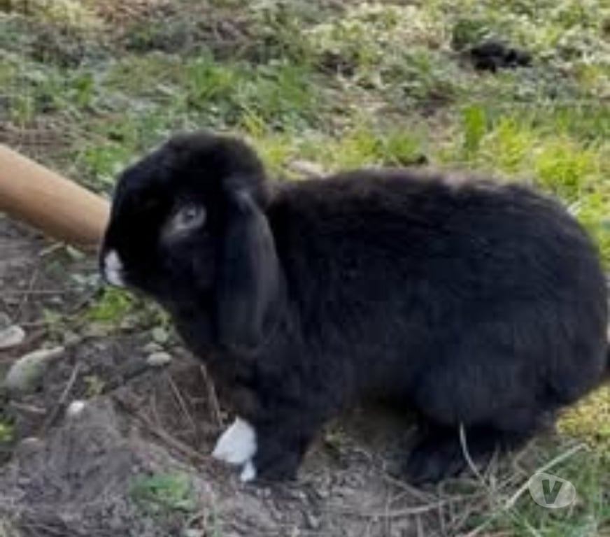 Don animaux Drôme Erome - 26600 - Photos Vivastreet Lapin BERLIOZ à l adoption