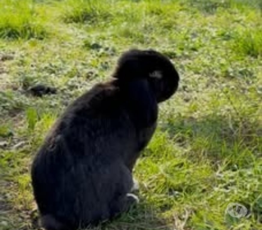 Don animaux Drôme Erome - 26600 - Photos Vivastreet Lapin BERLIOZ à l adoption