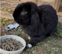 Lapin BERLIOZ à l adoption