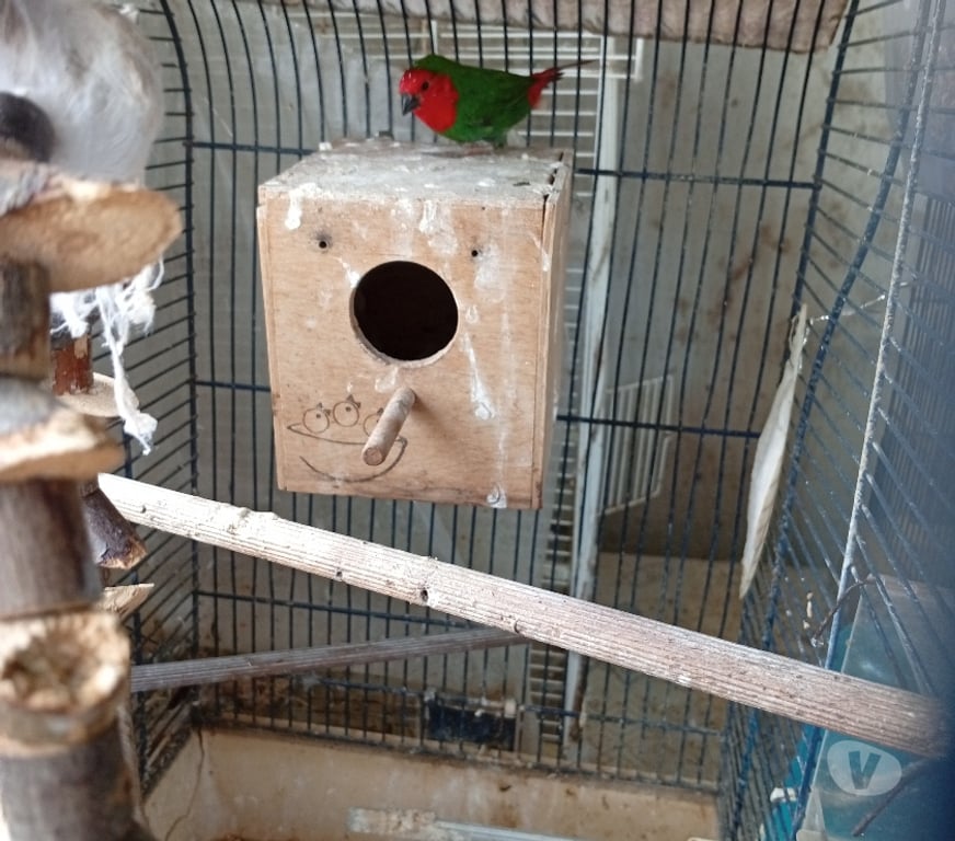 Vente Sarthe Montbizot - 72380 - Photos Vivastreet Pape de Nouméa mâle