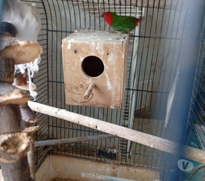 Vente animaux Montbizot Sarthe - Photos Vivastreet Pape de Nouméa mâle