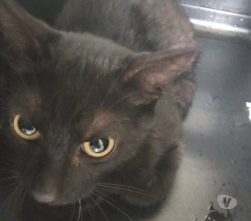 Don animaux Ardèche Guilherand Granges - 07500 - Photos Vivastreet Chat BAKI à l adoption