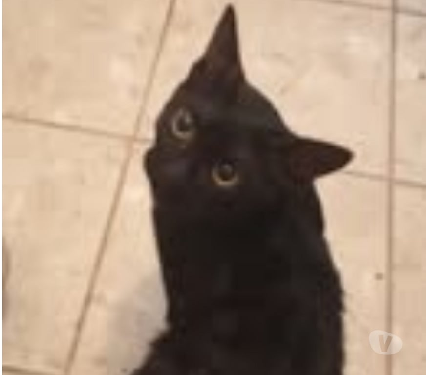 Don animaux Ardèche Guilherand Granges - 07500 - Photos Vivastreet Chat BAKI à l adoption