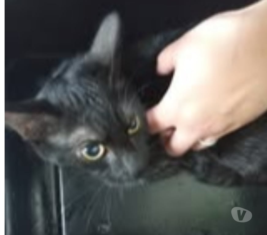 Don animaux Ardèche Guilherand Granges - 07500 - Photos Vivastreet Chat BAKI à l adoption