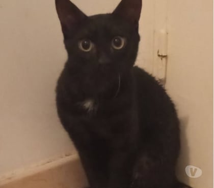 Don animaux Guilherand Granges Ardèche - Photos Vivastreet Chat BAKI à l adoption