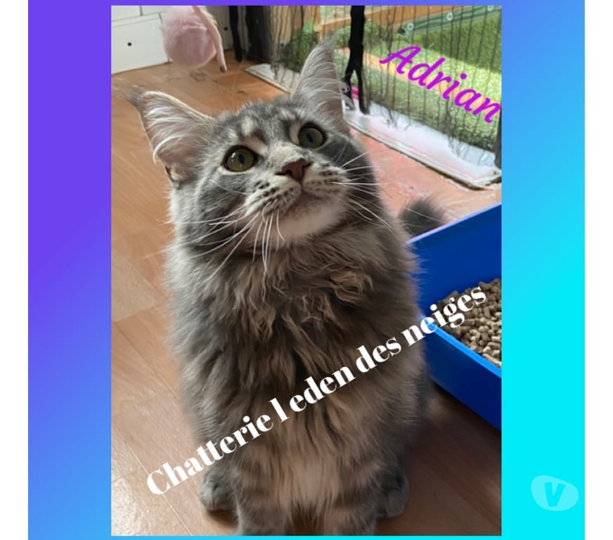 Services, accessoires animaux Haut-Rhin Munster - 68140 - Photos Vivastreet Saillie chat maine coon loof gros gabarit 😻