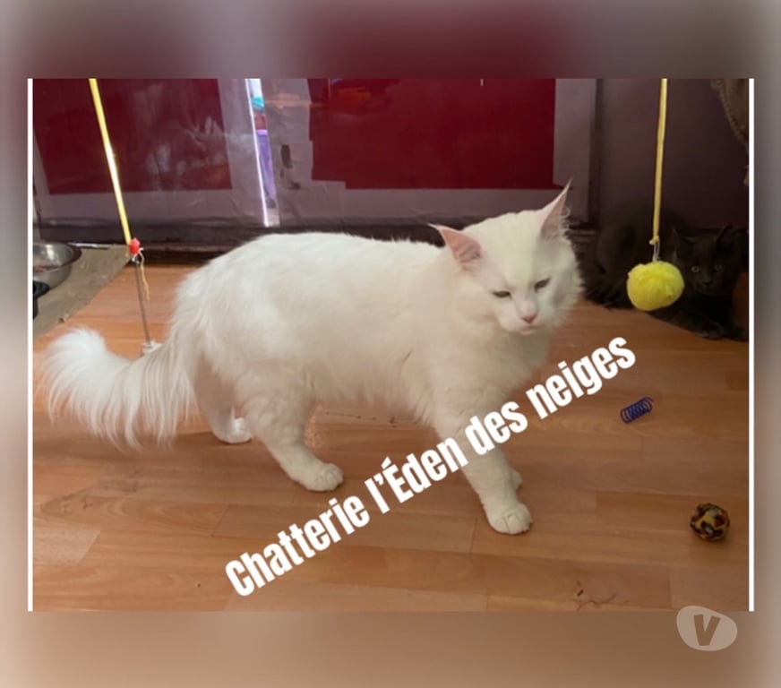 Services, accessoires animaux Haut-Rhin Munster - 68140 - Photos Vivastreet Saillie chat maine coon loof gros gabarit 😻