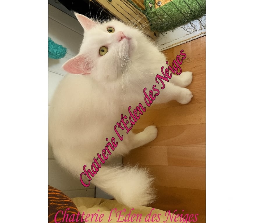 Services, accessoires animaux Haut-Rhin Munster - 68140 - Photos Vivastreet Saillie chat maine coon loof gros gabarit 😻