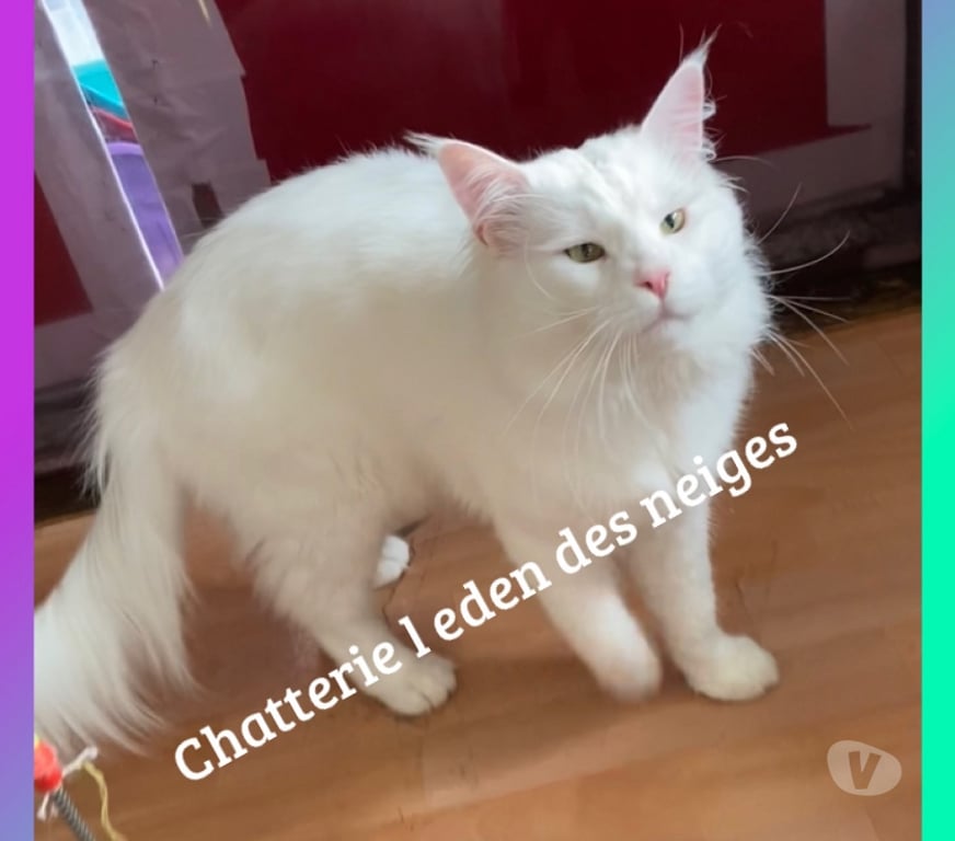 Services, accessoires animaux Haut-Rhin Munster - 68140 - Photos Vivastreet Saillie chat maine coon loof gros gabarit 😻