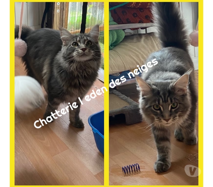 Services, accessoires animaux Haut-Rhin Munster - 68140 - Photos Vivastreet Saillie chat maine coon loof gros gabarit 😻